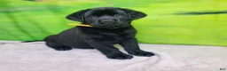 Labrador Retriever dogs for sale: Annie - Ad 3