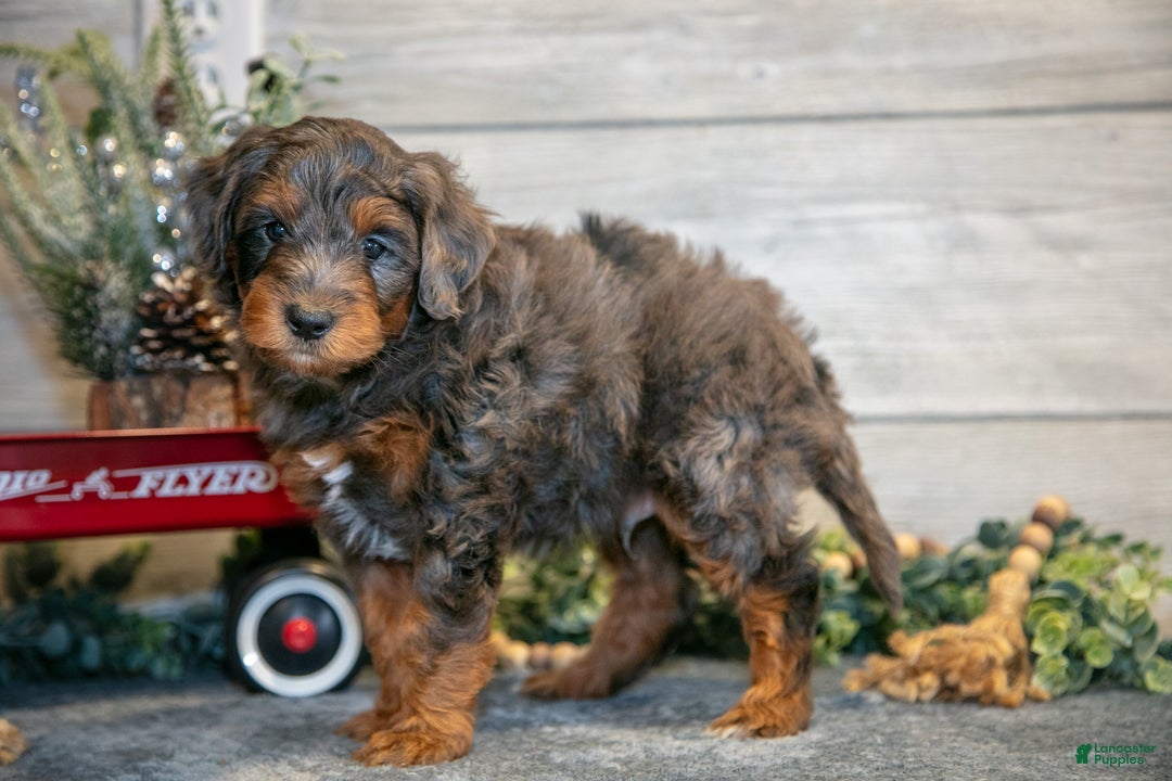 Mini Goldendoodle dogs for sale: Titan - Ad 3