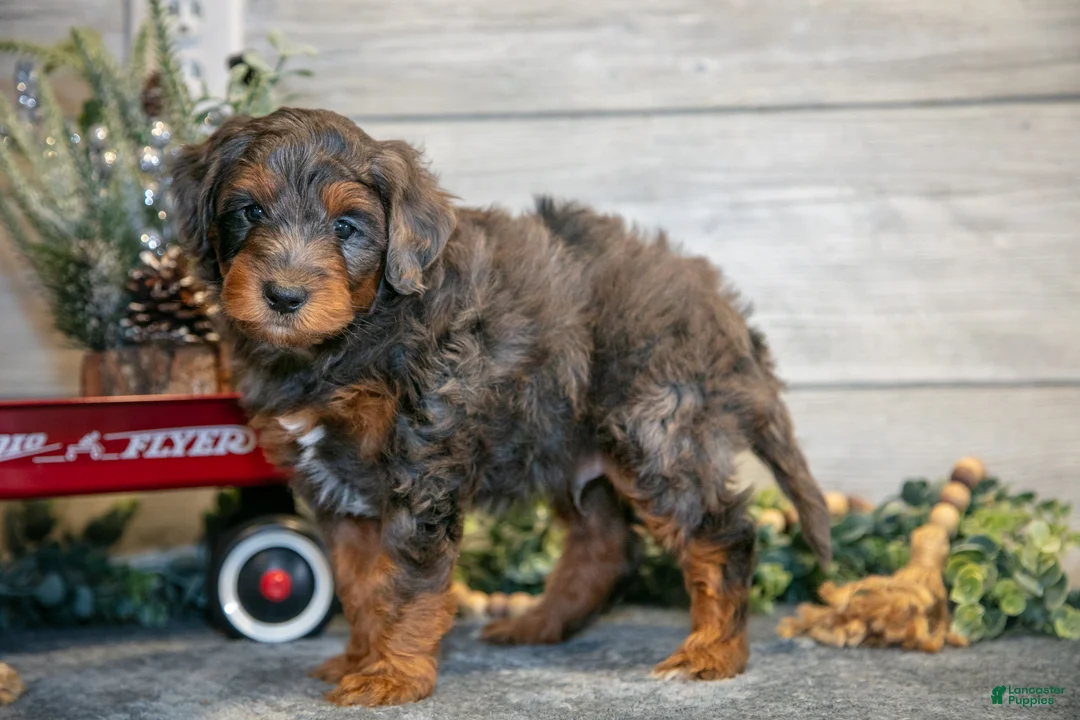 Mini Goldendoodle dogs for sale: Titan - Ad 3