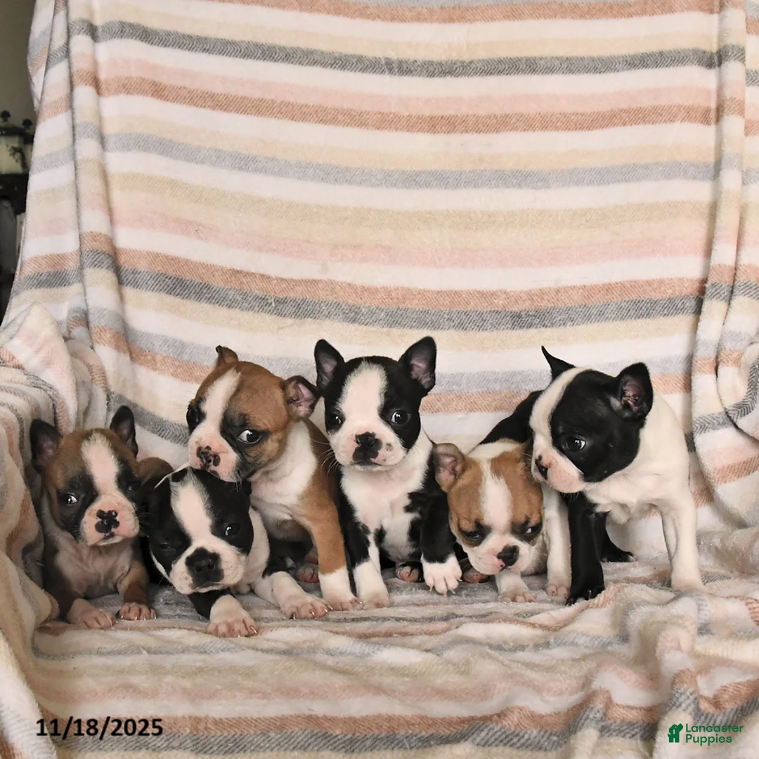 Boston Terrier dogs for sale: Dylan - Ad 3
