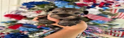 Miniature Schnauzer dogs for sale: Miniature Schnauzer Puppy 1 - Ad 1