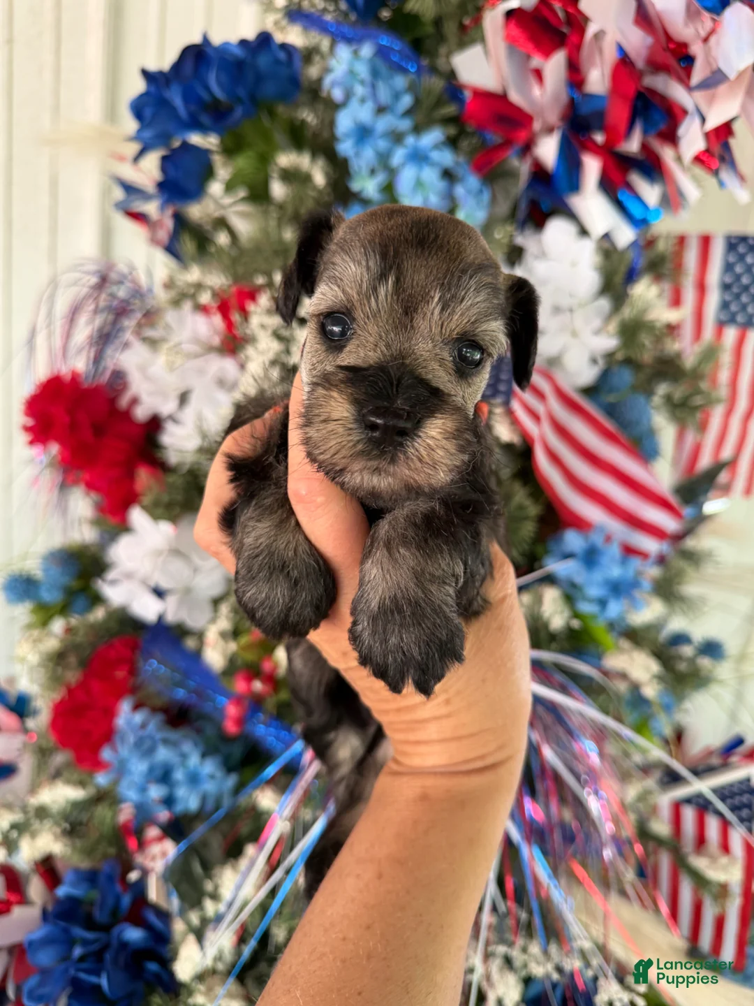 Miniature Schnauzer dogs for sale: Miniature Schnauzer Puppy 1 - Ad 1