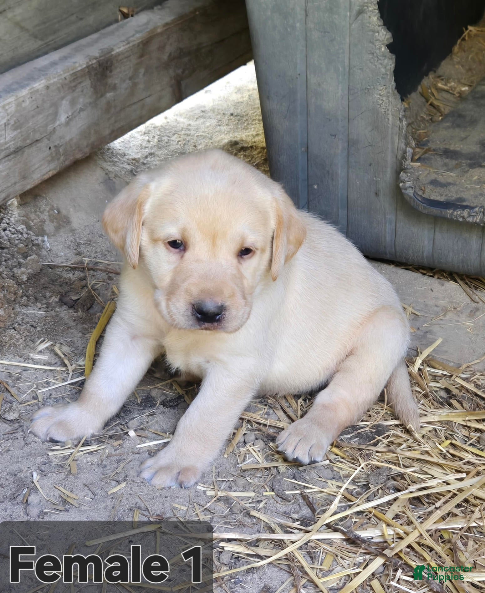 Labrador Retriever dogs Labrador Retriever Female 1 - Ad 42