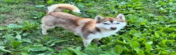 Siberian Husky dogs for sale: Tsunagi - Ad 3