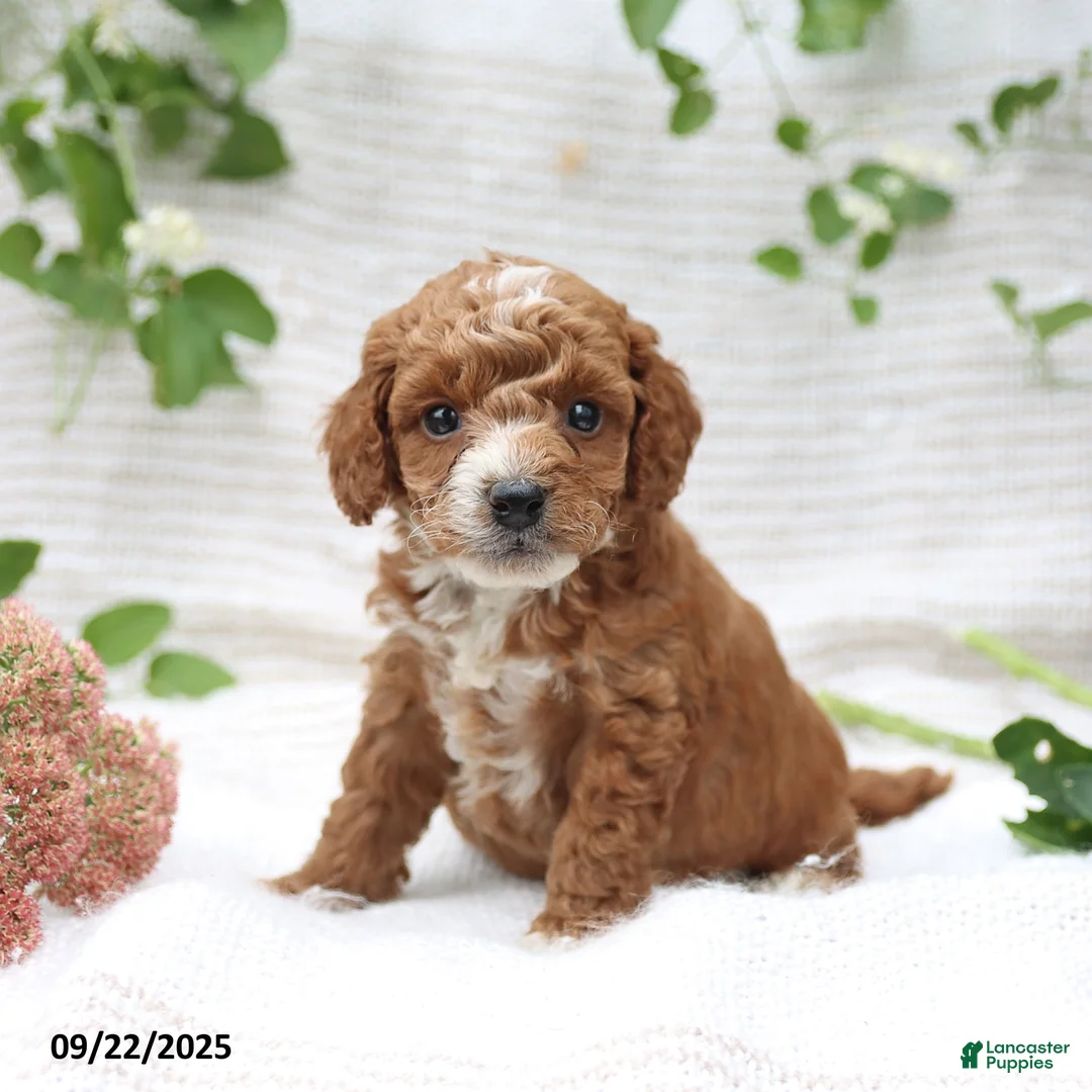Cockapoo dogs for sale: Carter - Ad 27