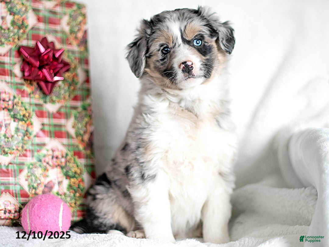 Mixed Breed dogs for sale: Frolich - Ad 3