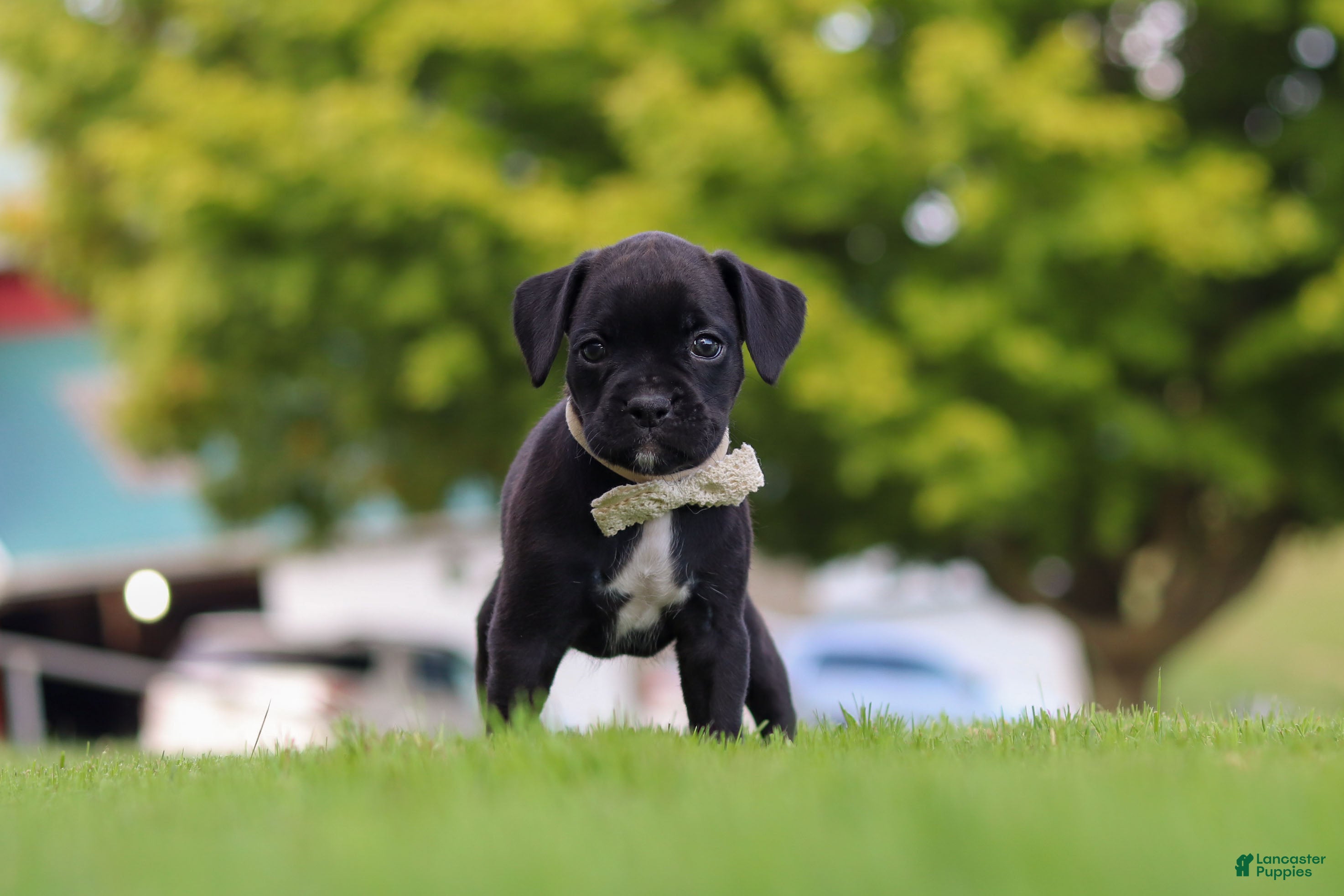 Boxer dogs Lainey - Ad 2