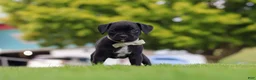 Boxer dogs for sale: Lainey - Ad 2