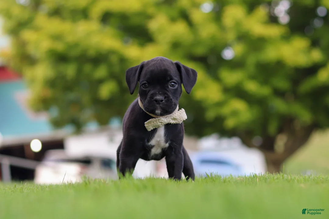 Boxer dogs for sale: Lainey - Ad 2