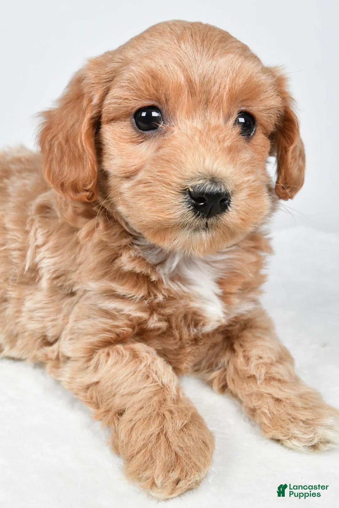 Maltipoo dogs for sale: Cassandra - Ad 9