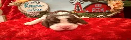 English Springer Spaniel dogs for sale: Hot Pink collar - Ad 3
