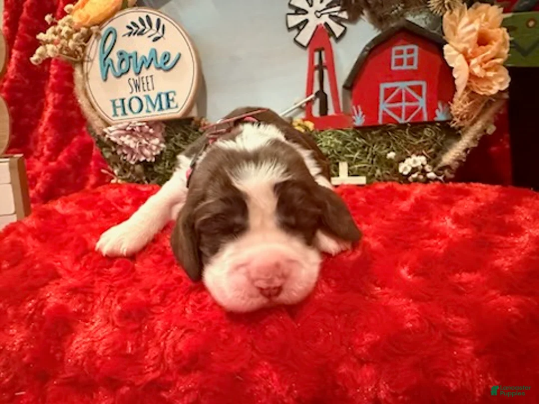 English Springer Spaniel dogs for sale: Hot Pink collar - Ad 3