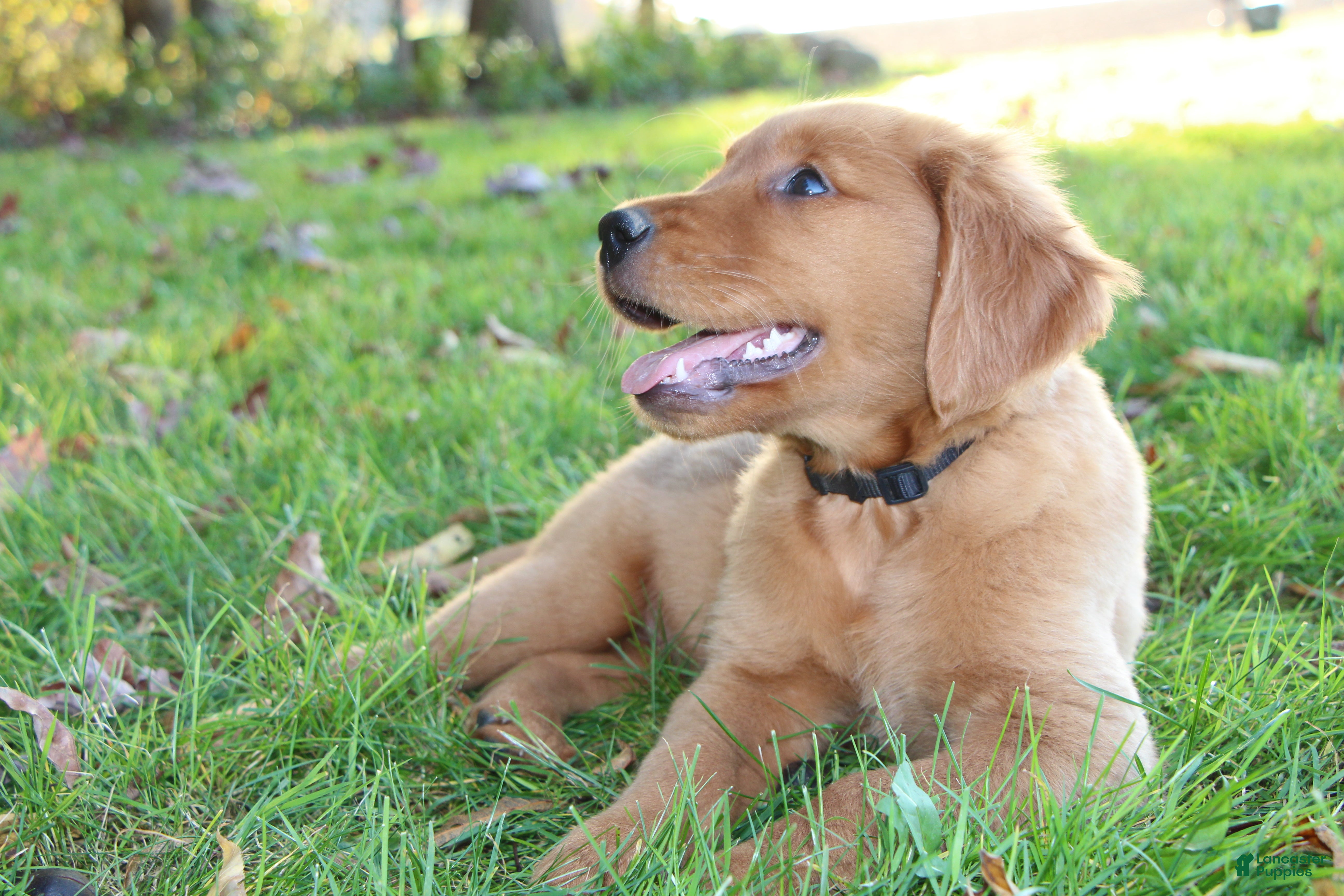 Golden Retriever dogs for sale: Indie - Ad 2