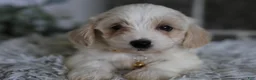 Maltipoo dogs for sale: Cosmo - Ad 8