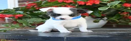 Chihuahua dogs for sale: Dash - Ad 3
