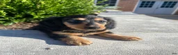 Miniature Dachshund dogs for sale: Nala - Ad 8