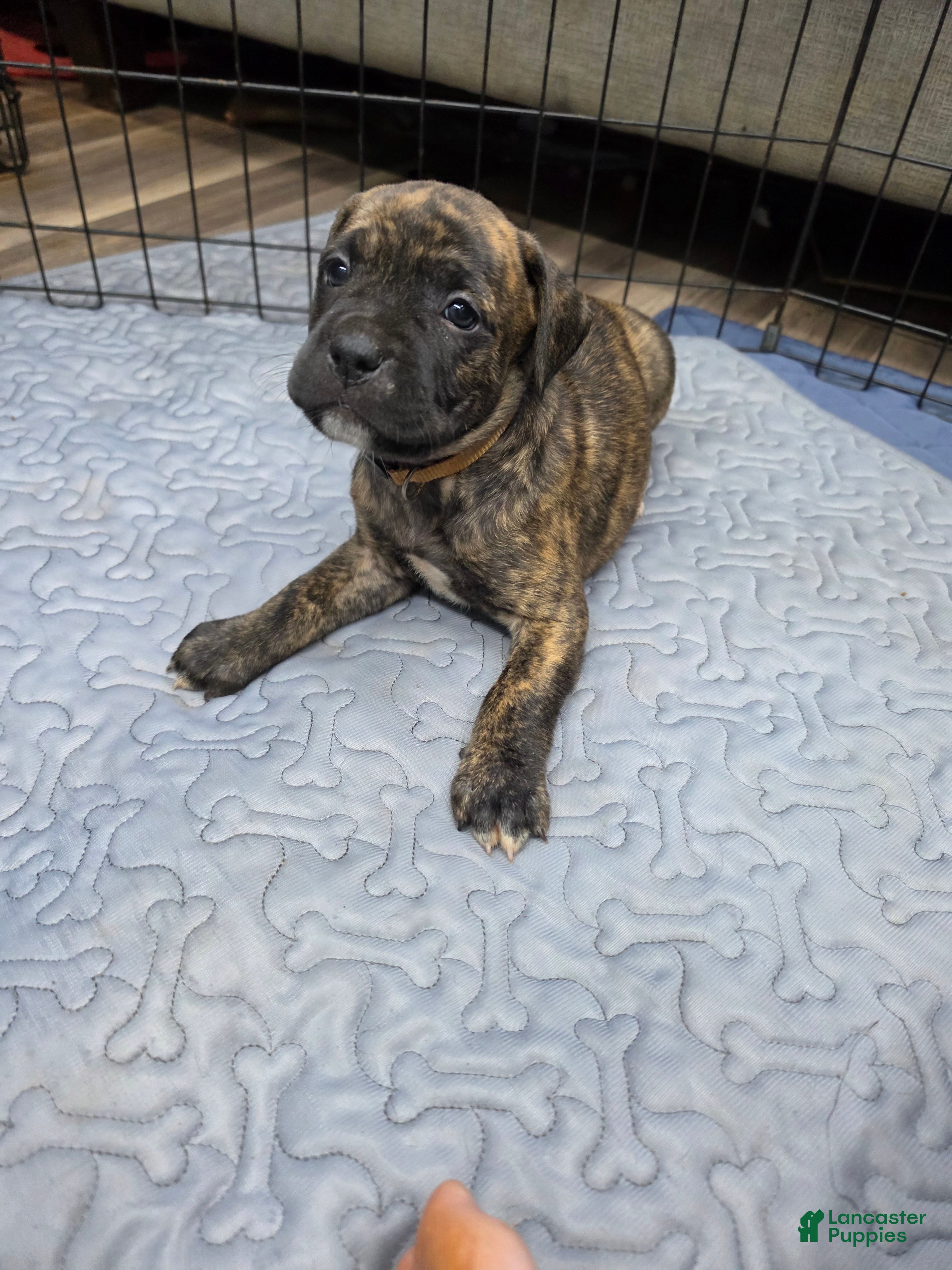 Cane Corso dogs Cane Corso Puppy 2 - Ad 5