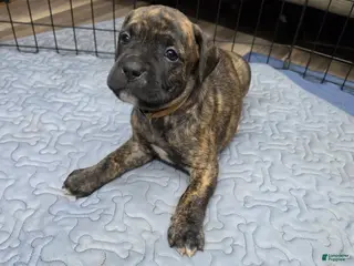 Cane Corso dogs Cane Corso Puppy 2 - Ad 5