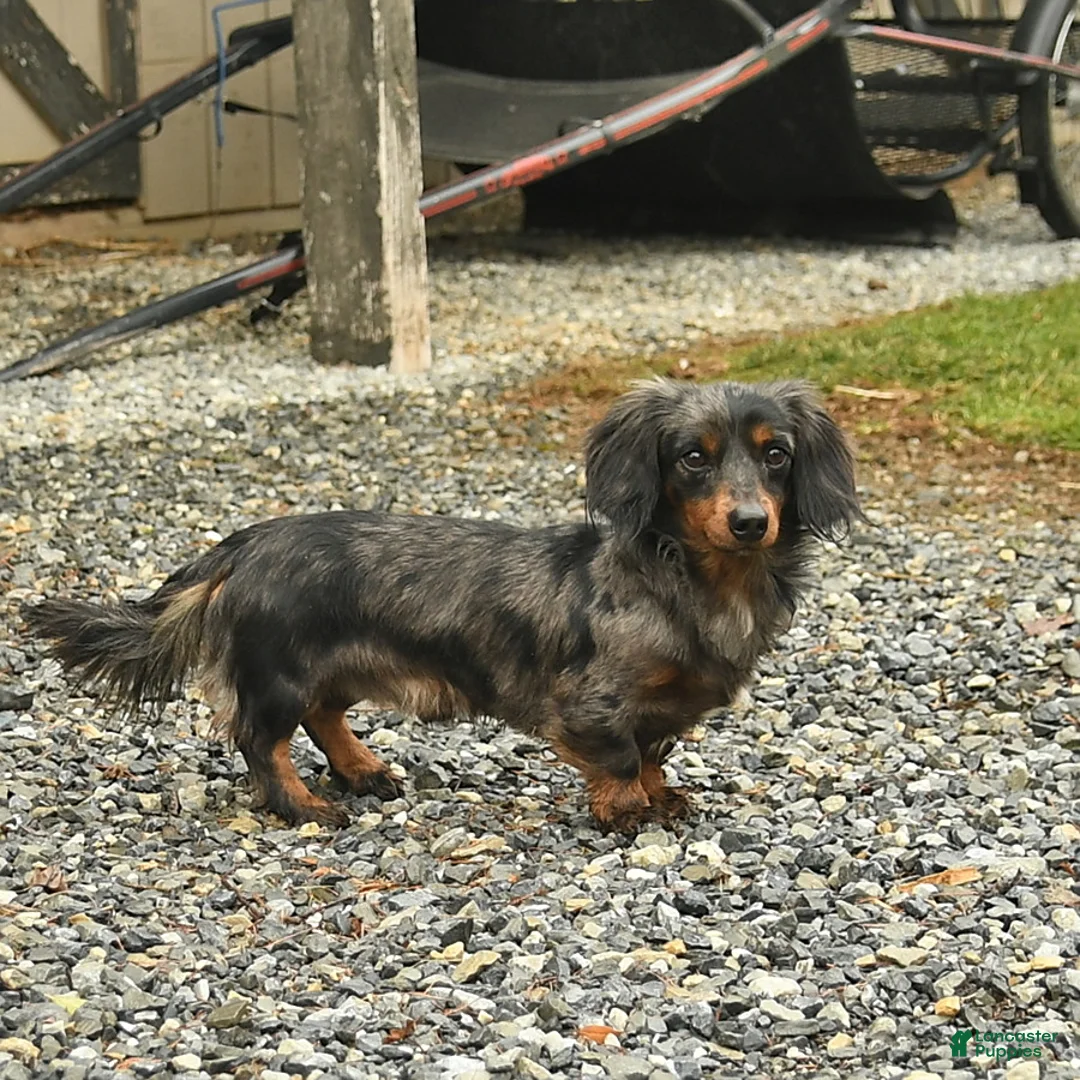 Miniature Dachshund dogs for sale: Christopher - Ad 6