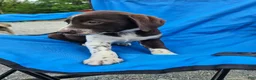 Mixed Breed dogs for sale: Mixed Breed Puppy 2 - Ad 8