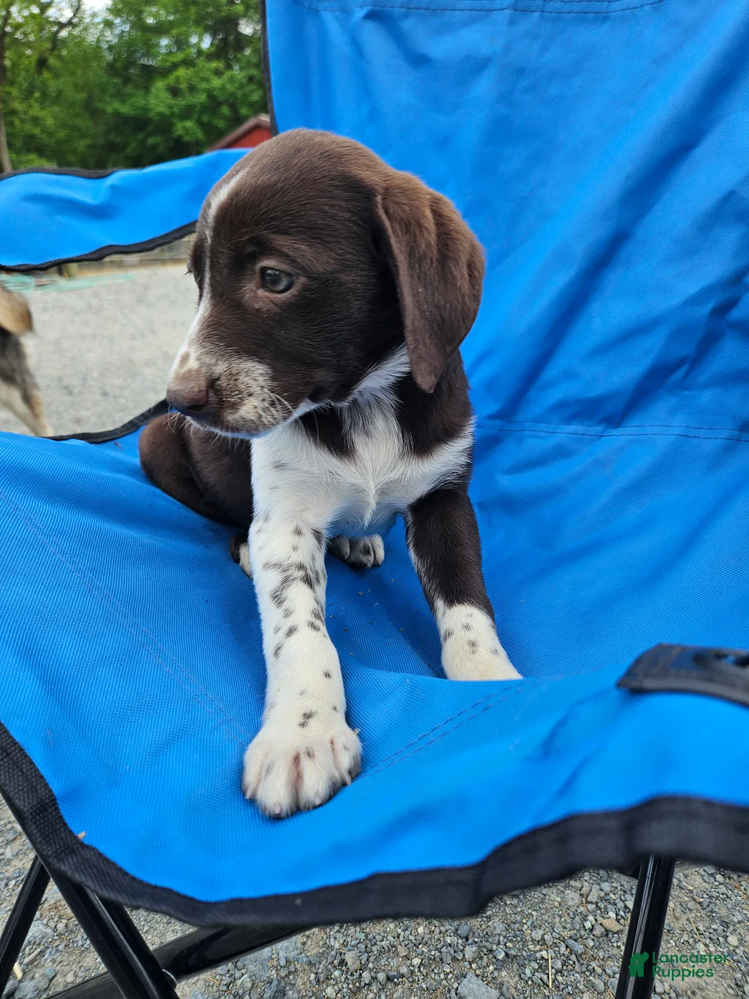 Mixed Breed dogs for sale: Mixed Breed Puppy 2 - Ad 8