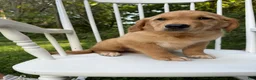 Golden Retriever dogs for sale: Bo  - Ad 16