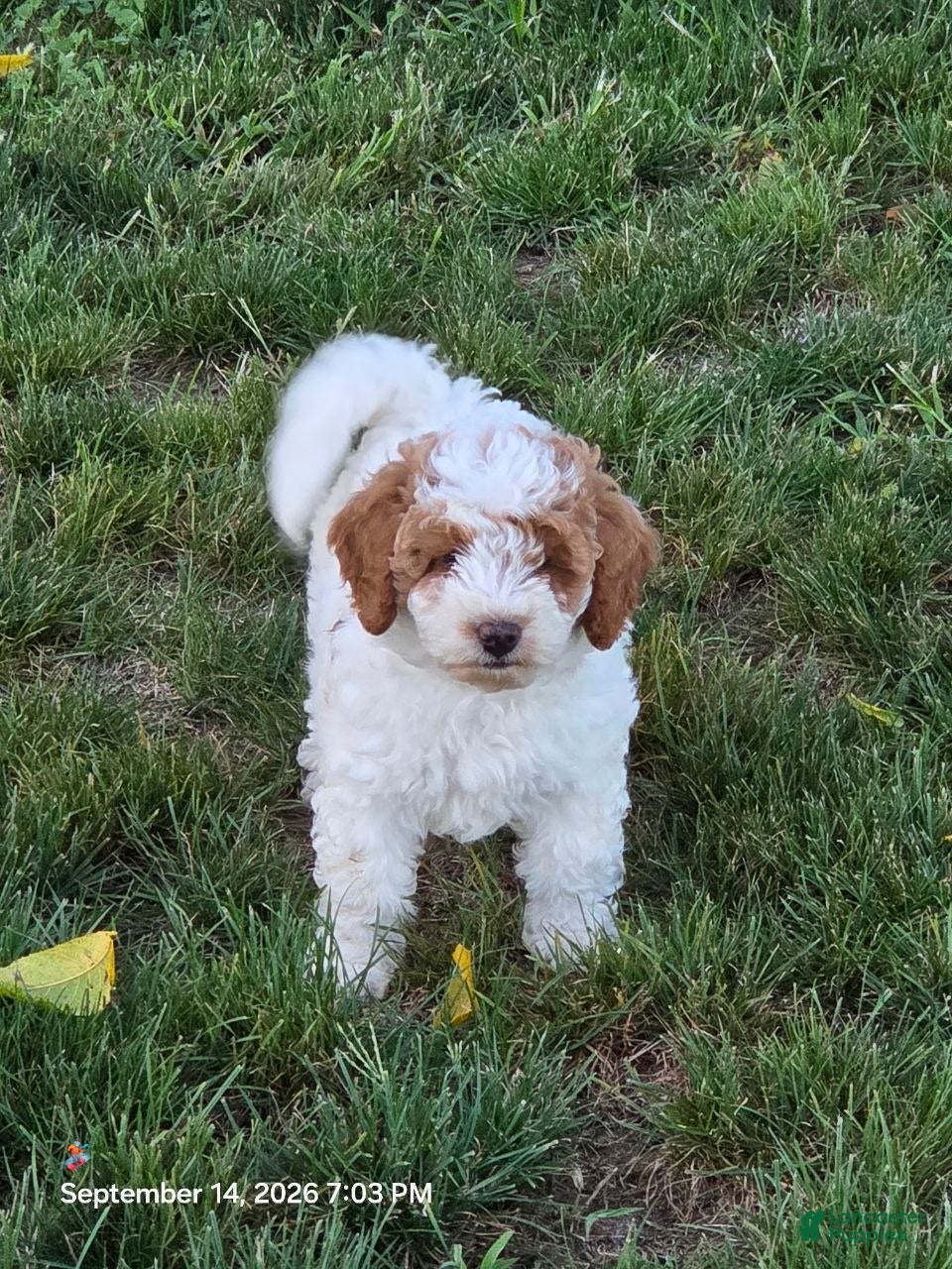 Mini Goldendoodle dogs Angel  - Ad 1