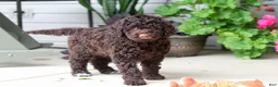 Portuguese Water Dog dogs for sale: Polly - Ad 4