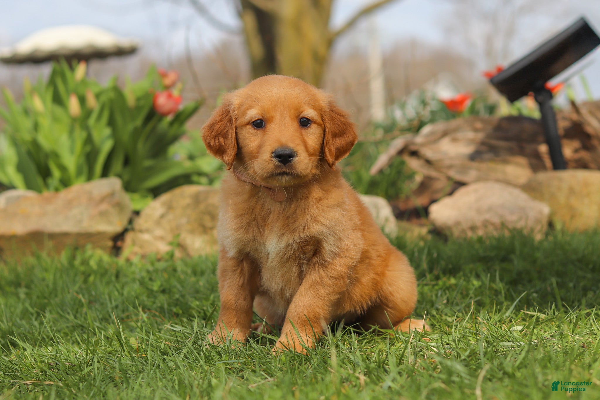 Golden Retriever dogs Maple - Ad 2