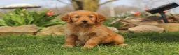 Golden Retriever dogs for sale: Maple - Ad 2