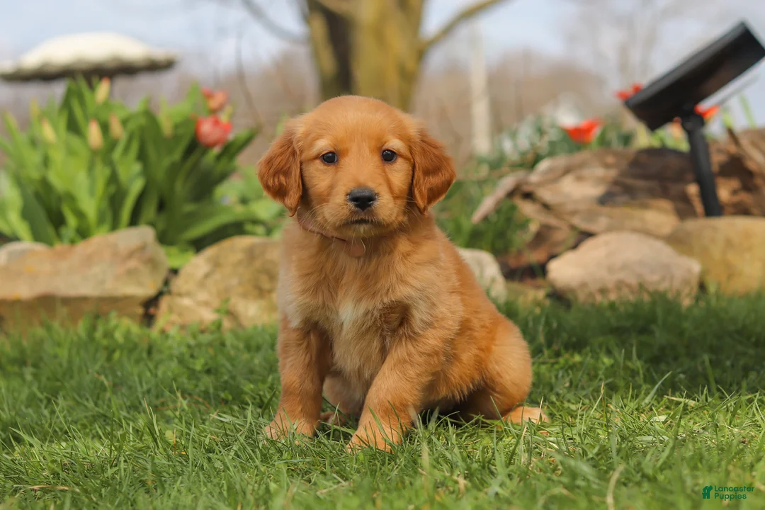 Golden Retriever dogs for sale: Maple - Ad 2