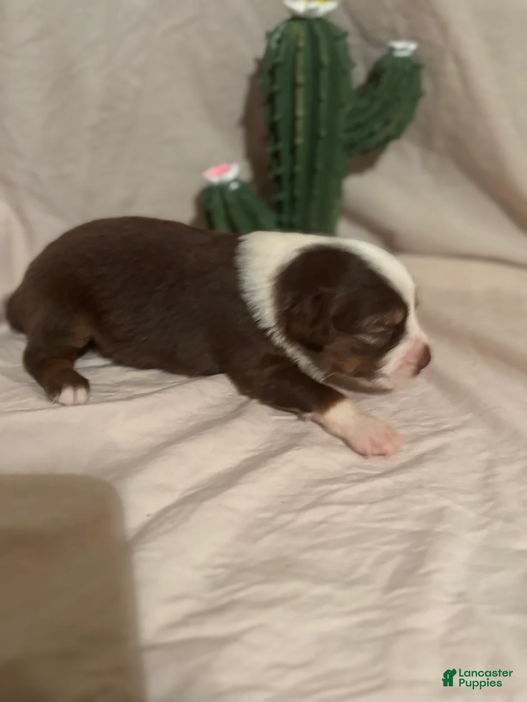 Toy Australian Shepherd dogs for sale: Toy Australian Shepherd 3 - Ad 2