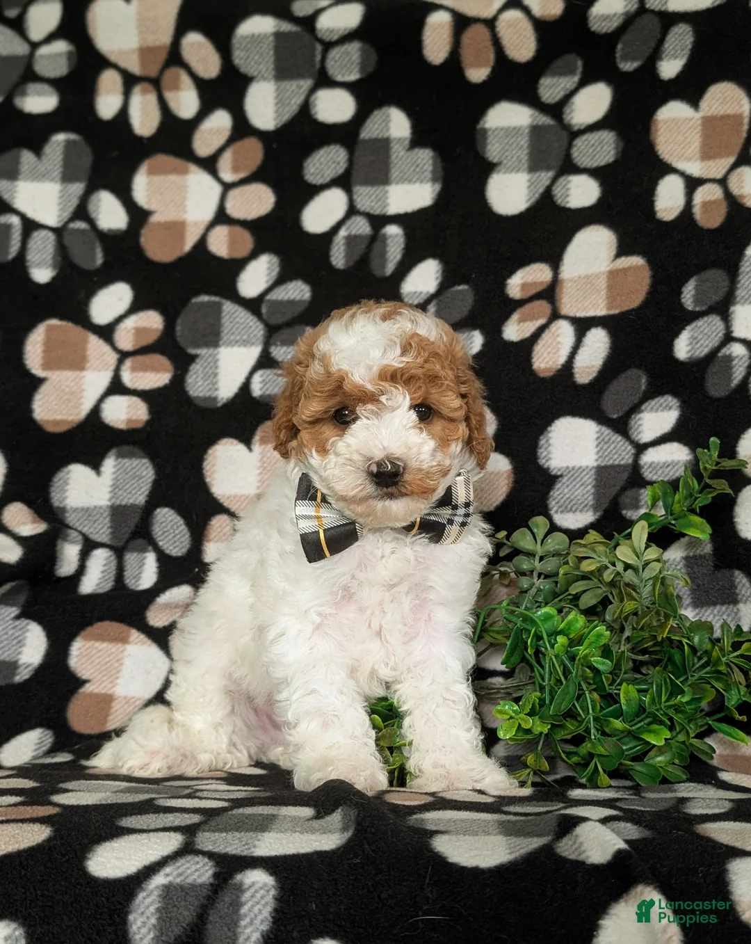 Miniature Poodle dogs for sale: Lochlain - Ad 2