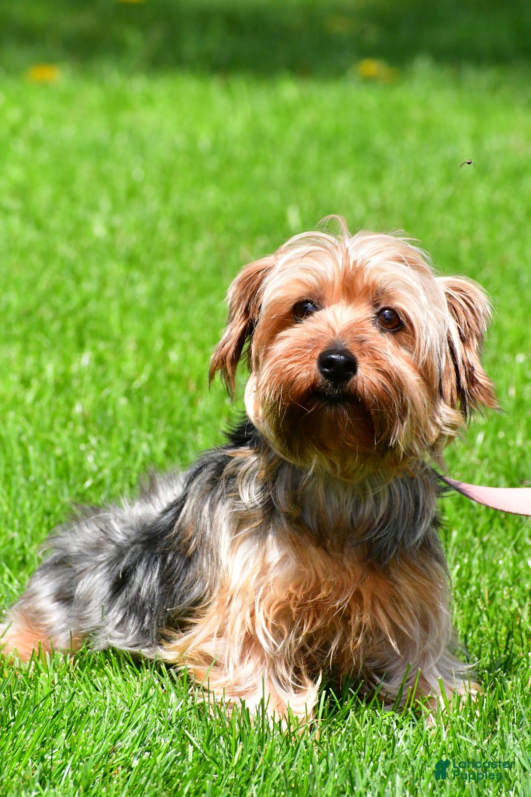 Morkie dogs for sale: Nila - Ad 7