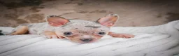 Chihuahua dogs for sale: Phillip - Ad 9