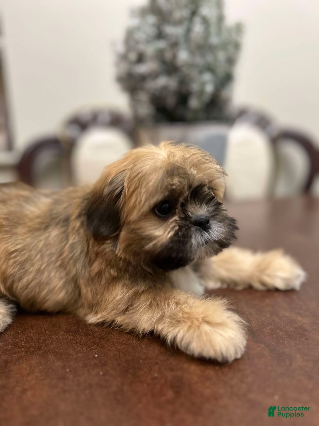 Shih Tzu dogs for sale: September - Ad 3