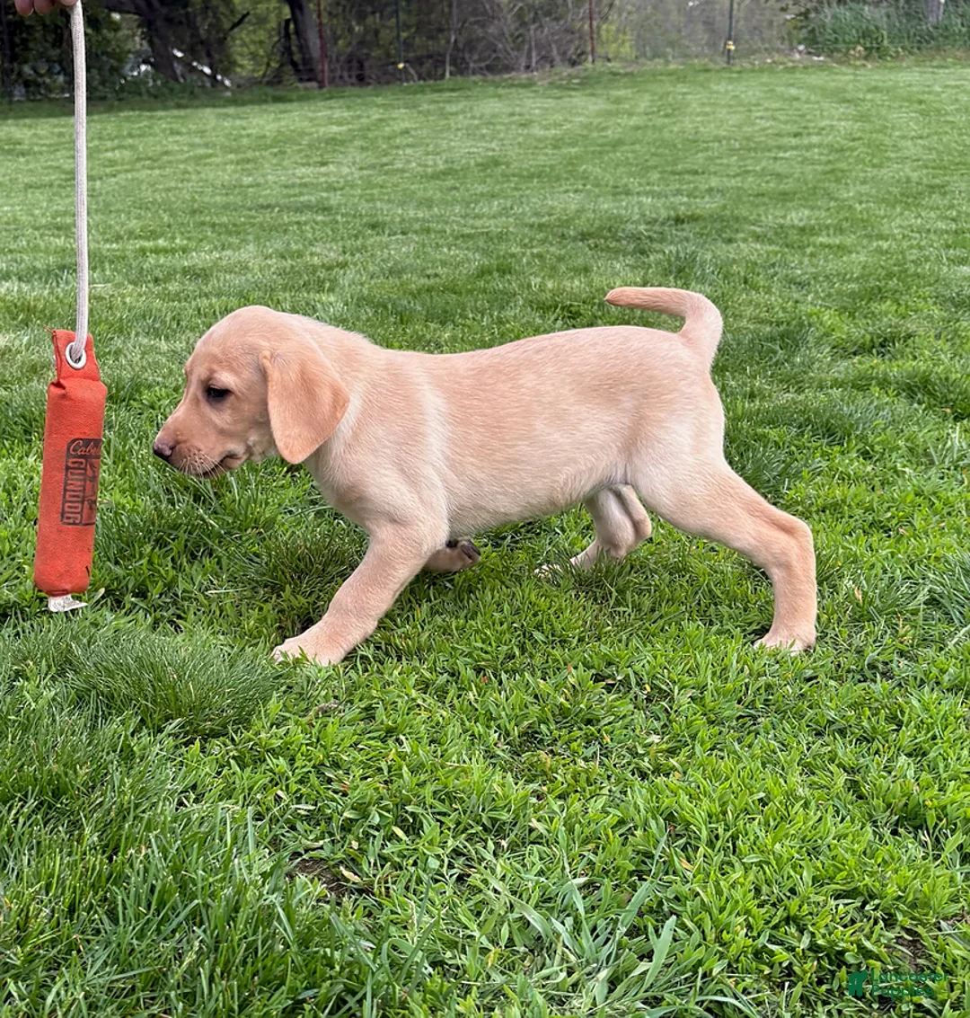 Labrador Retriever dogs for sale: Amber - Ad 1