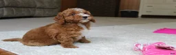 Cavapoochon dogs for sale: Millie - Ad 12
