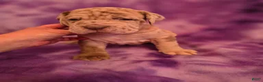 Daphne