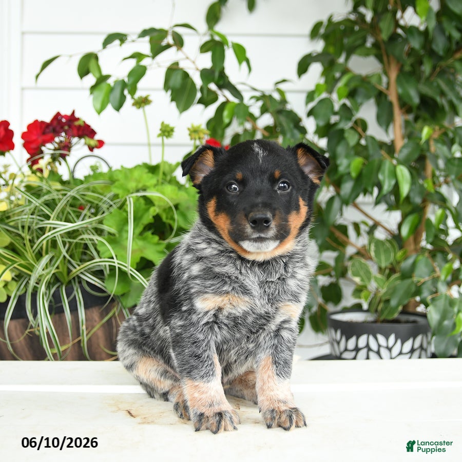 Australian Cattle Dog dogs Clark - Ad 1