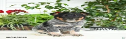 Australian Cattle Dog dogs for sale: Clark - Ad 1