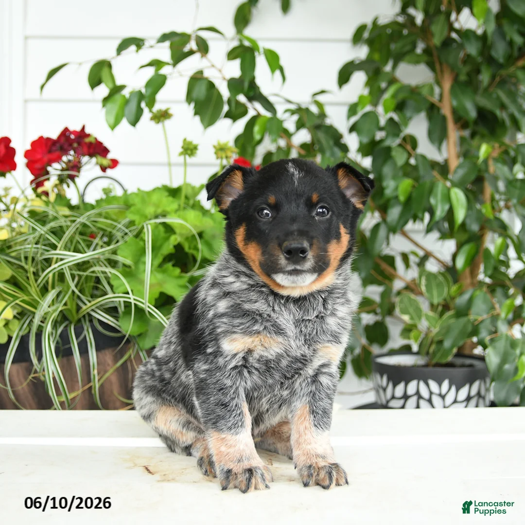 Australian Cattle Dog dogs for sale: Clark - Ad 1