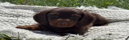 Miniature Dachshund dogs for sale: Garrett - Ad 8