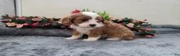 Cavapoo dogs for sale: Cavapoo 2 Puppy Cooper - Ad 4