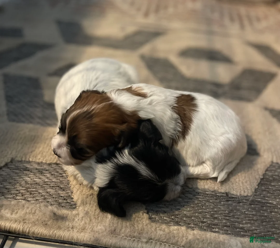 Havanese dogs for sale: Havanese 5 - Ad 2
