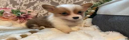 Welsh Corgi Pembroke dogs for sale: Summer - Ad 2