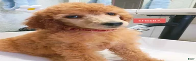 Sheeba