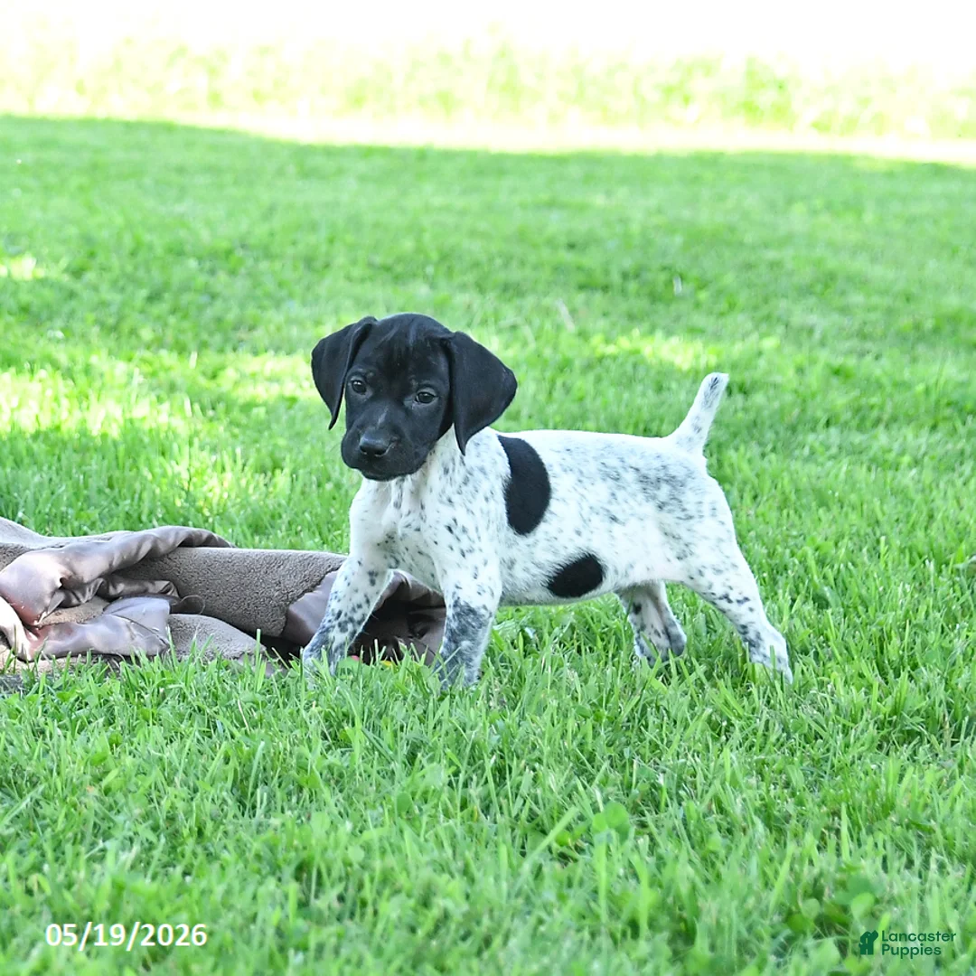 German Shorthaired Pointer dogs for sale: Rain - Ad 1