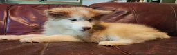 Alaskan Malamute dogs for sale: Alaskan Malamute 3 - Ad 6