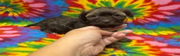 Havanese dogs for sale: Amelia - Ad 5